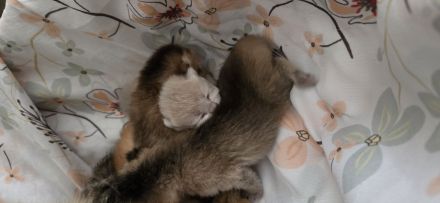 zuckersüße BKH kitten