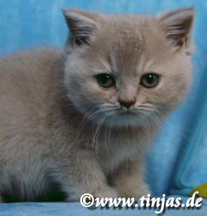 Britisch Kurzhaar Katzenbabys abzugeben