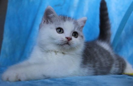 Britisch Kurzhaar Katzenbabys abzugeben