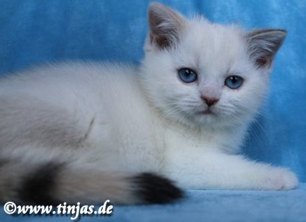 Britisch Kurzhaar Katzenbabys abzugeben
