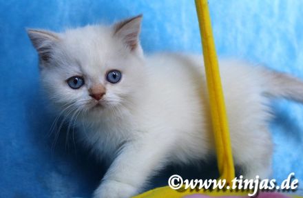Britisch Kurzhaar Katzenbabys abzugeben