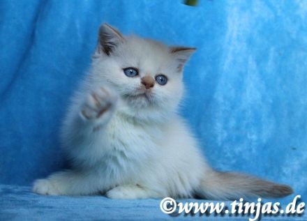 Britisch Kurzhaar Katzenbabys abzugeben
