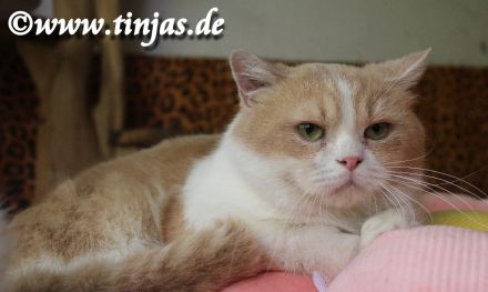 Britisch Kurzhaar Katzenbabys abzugeben