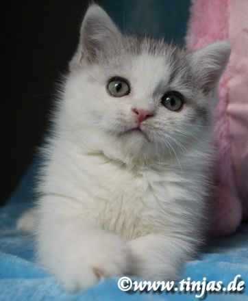 Britisch Kurzhaar Katzenbabys abzugeben