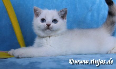 Britisch Kurzhaar Katzenbabys abzugeben