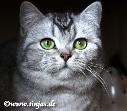 Britisch Kurzhaar Katzenbabys abzugeben