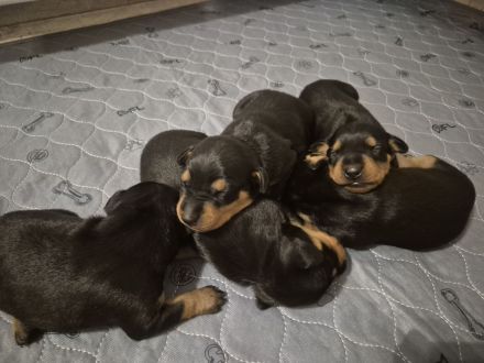 Deutsche Pinscher Welpen
