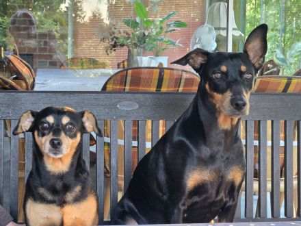 WURFANKÜNDIGUNG Deutsche Pinscher Welpen