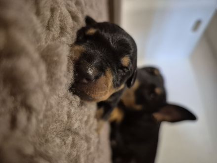 Deutsche Pinscher Welpen