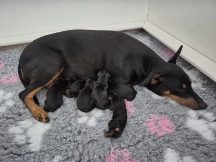 Deutsche Pinscher Welpen