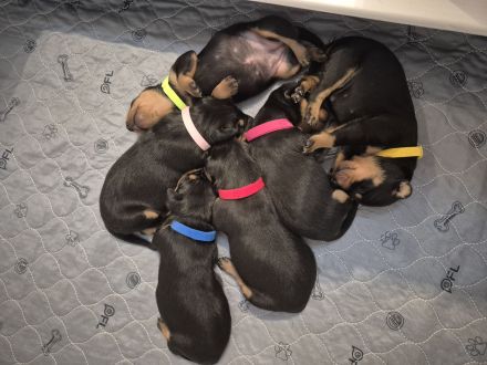 Deutsche Pinscher Welpen