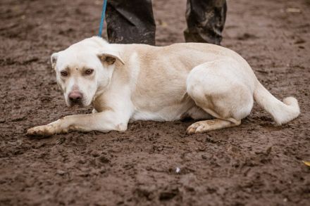Erik- Ein charismatischer Charakterkopf, der auf andere Hunde prima verzichten kann