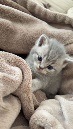 Süße BKH Kitten