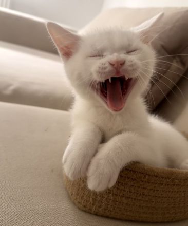 Süße BKH Kitten
