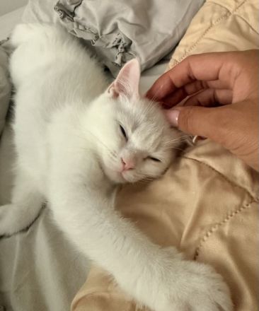Süße BKH Kitten