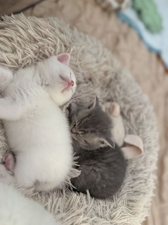 Süße BKH Kitten