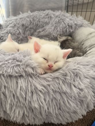 Süße BKH Kitten