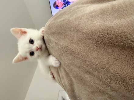 Süße BKH Kitten