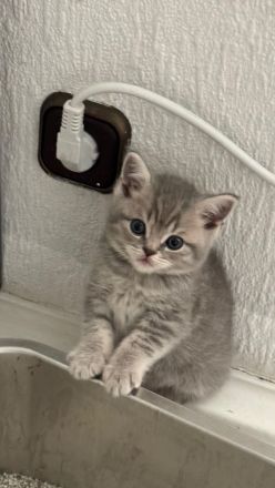 Süße BKH Kitten