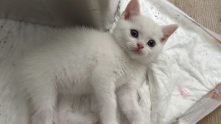 Süße BKH Kitten