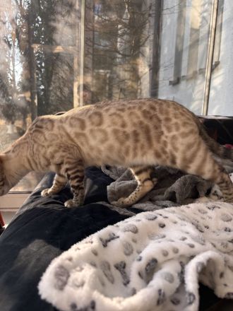 Snow Lynx Bengal