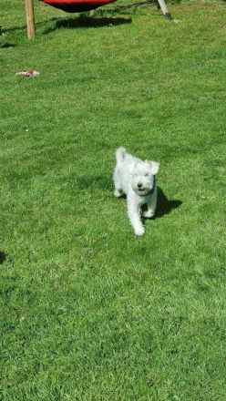 Parson Russel/Malteser Welpen