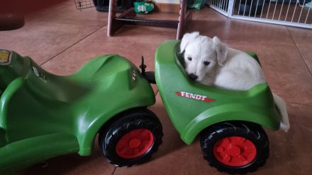 Parson Russel/Malteser Welpen