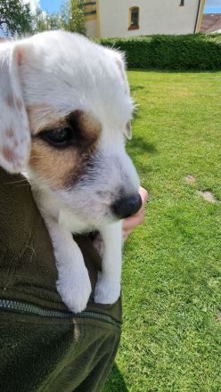 Parson Russel/Malteser Welpen