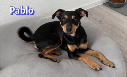 Pablo, 09/25 - treuer Begleiter sucht Familie
