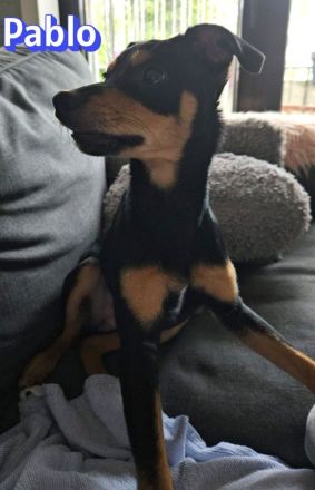 Pablo, 09/25 - treuer Begleiter sucht Familie