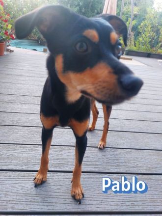 Pablo, 09/25 - treuer Begleiter sucht Familie