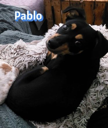 Pablo, 09/25 - treuer Begleiter sucht Familie