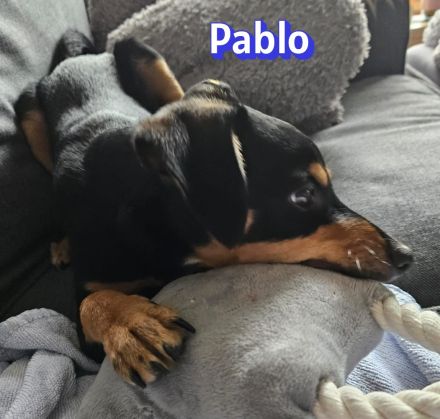 Pablo, 09/25 - treuer Begleiter sucht Familie