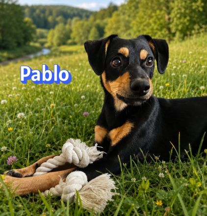 Pablo, 09/25 - treuer Begleiter sucht Familie