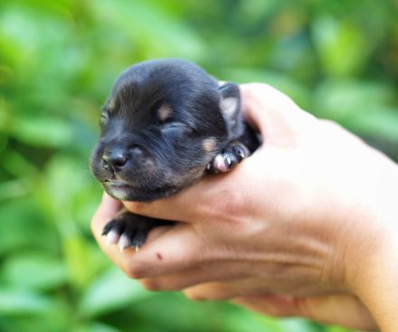 Working Kelpie Welpen
