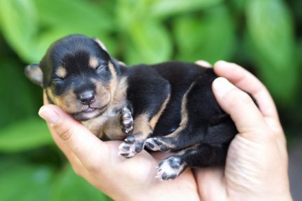 Working Kelpie Welpen
