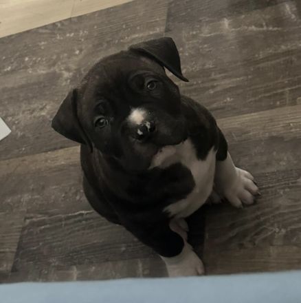 American Bully Welpen Mix Mischlinge