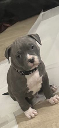 American Bully Welpen Mix Mischlinge