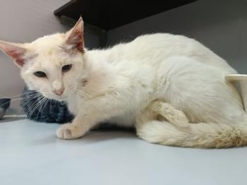 Sevillano, FIV positiv
