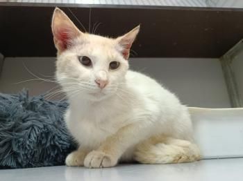 Sevillano, FIV positiv