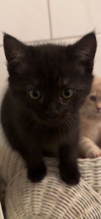 Kitten abzugeben