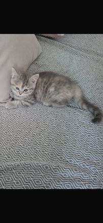 Kitten abzugeben