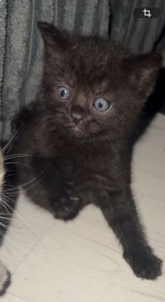 Kitten abzugeben
