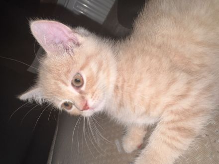 Kitten abzugeben