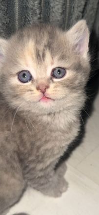 Kitten abzugeben