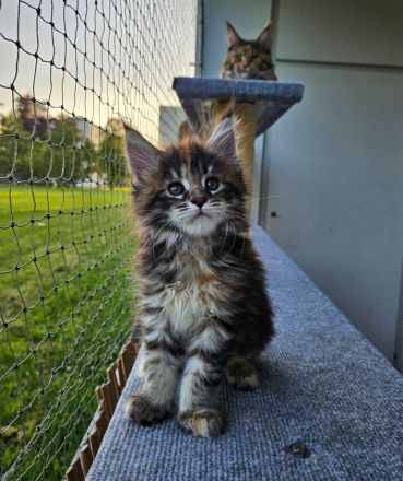 Maine Coon Kitten