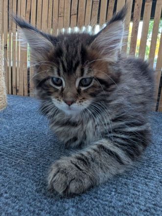 Maine Coon Kitten