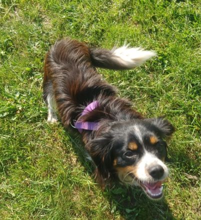 Isidoro, a.d.Tierschutz, sucht Happy-Home