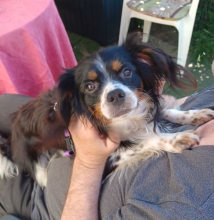 Isidoro, a.d.Tierschutz, sucht Happy-Home