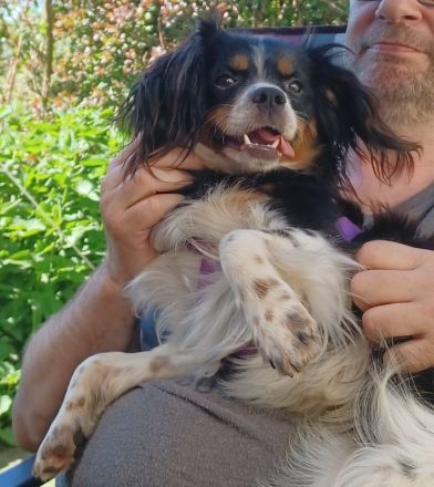 Isidoro, a.d.Tierschutz, sucht Happy-Home